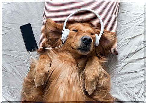 a red longhaired dog listens to music in a bed