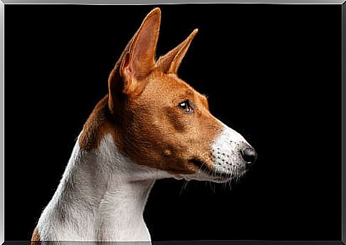 Congo mute dog on black background