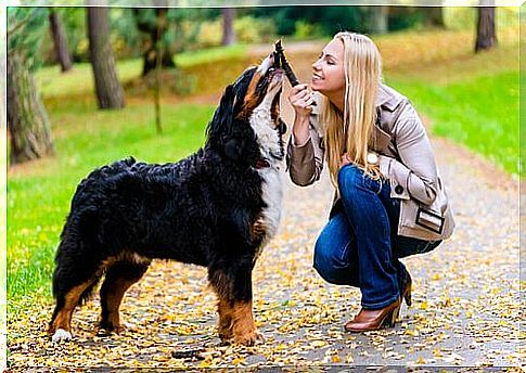 Girl plays with the dog using a stick