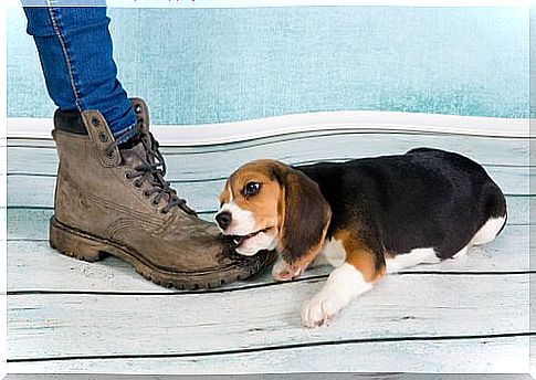 Beagle bites master's boot