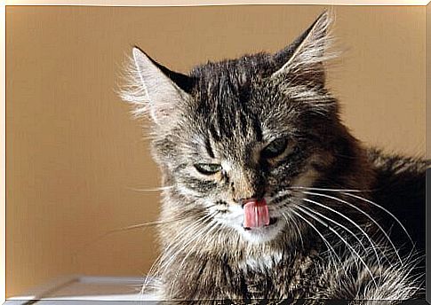 Why do cats use their tongues to clean themselves?