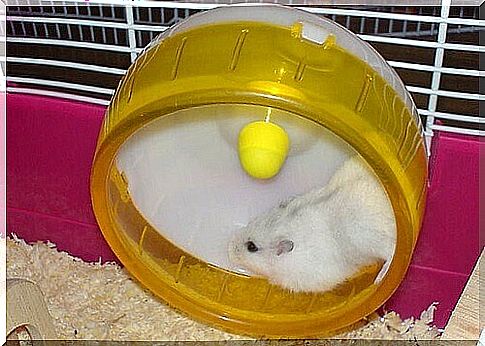 Why do hamsters run on the wheel?