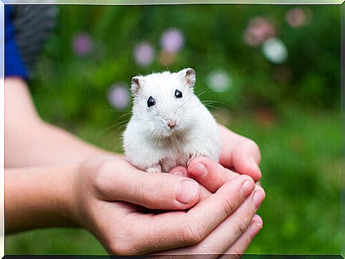 master holds a hamster in his hands