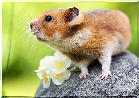 a young hamster rests on a stone