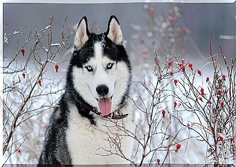 Why do Siberian huskies have blue eyes?