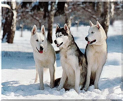 Three Siberian huskies at doghouse in the snow