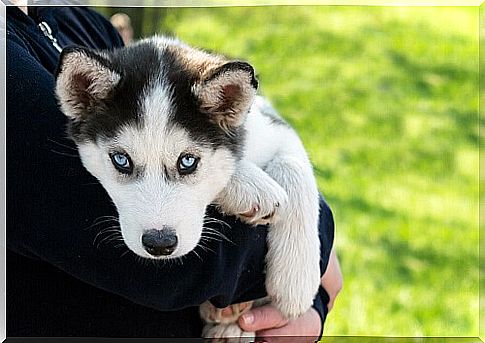 Siberian husky puppy held in her arms