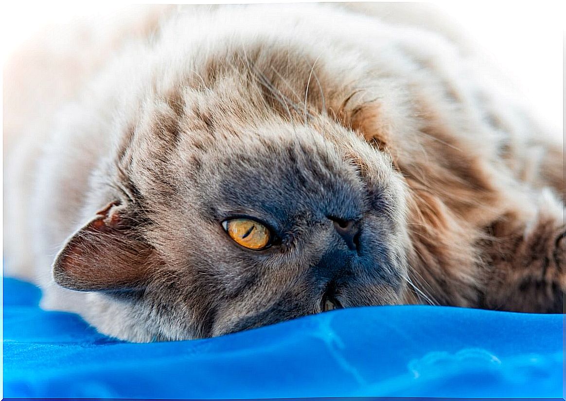 A British long-haired cat.